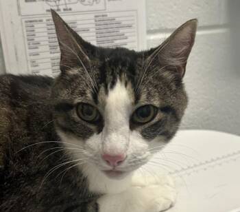 Albus -  Domestic Short Hair Cat for Adoption in Golden, Colorado - Albus | PetCurious