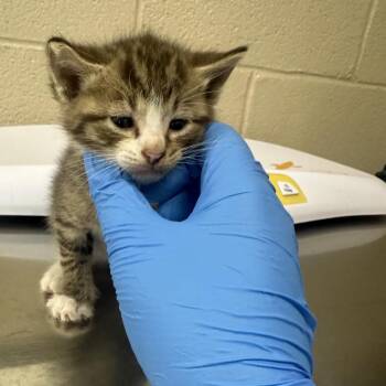 Kuromi -  Domestic Short Hair Cat for Adoption in Troy, Virginia - Kuromi | PetCurious