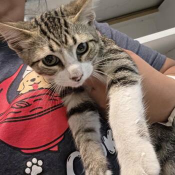 Kyle -  Domestic Short Hair Cat for Adoption in Leander, Texas - Kyle | PetCurious