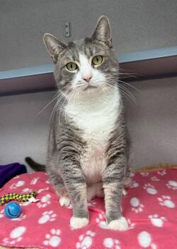 Ace -  Domestic Short Hair Cat Available for Adoption in Montgomery, New Jersey - Ace | PetCurious