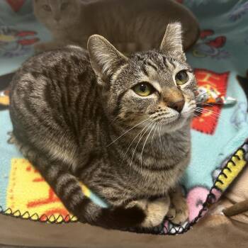 Tabby Cats Available for Adoption in Grand Rapids, Michigan - Dumpling | PetCurious