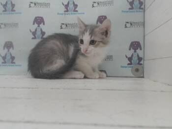 Domestic Short Hair Cats Available for Adoption in Orlando, Florida - BOOGER | PetCurious