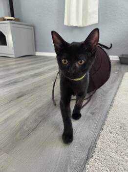 Zachary -  Domestic Short Hair Cat for Adoption in St. Cloud, Florida - Zachary | PetCurious