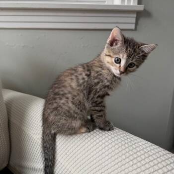 Moss -  Domestic Short Hair Cat for Adoption in Buffalo, Minnesota - Moss | PetCurious