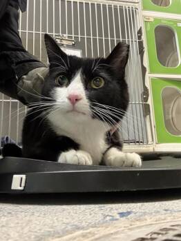 Domestic Short Hair Cats Available for Adoption in Indianapolis, Indiana - APRIL | PetCurious