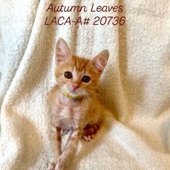 Rescue Domestic Short Hair Cats for Adoption in Hawthorne, California - Autumn Leaves | PetCurious