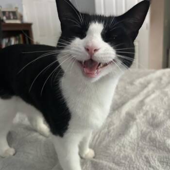 Matilda -  Domestic Short Hair Cat for Adoption in New York, New York - Matilda | PetCurious