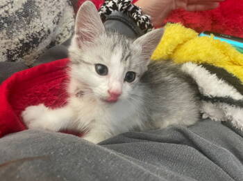 Rescue Domestic Medium Hair Cats for Adoption in Cromwell, Kentucky - Casper | PetCurious