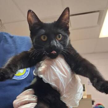 Nicki -  Domestic Short Hair Cat for Adoption in Newark, New Jersey - Nicki | PetCurious