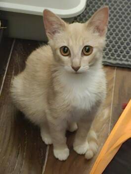 Sorrento 1.15.26 -  Domestic Short Hair Cat for Adoption in Apopka, Florida - Sorrento 1.15.26 | PetCurious