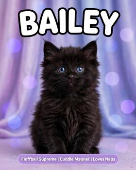 Bailey -  Domestic Medium Hair Cat for Adoption in Billerica, Massachusetts - Bailey | PetCurious