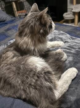 Domestic Long Hair and Tabby Cats Available for Adoption - Smokie The Bear | PetCurious