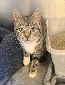 Domestic Short Hair Cats Available for Adoption - China 23C-0263 | PetCurious