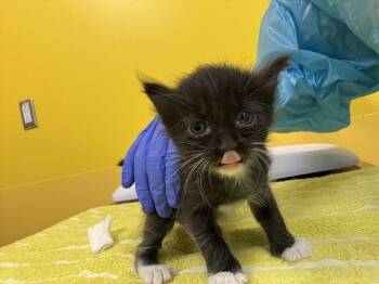 Ravyn -  Domestic Short Hair Cat for Adoption in Raleigh, North Carolina - Ravyn | PetCurious