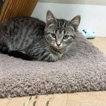 Harpy -  Domestic Short Hair Cat for Adoption in Chisholm, Minnesota - Harpy | PetCurious