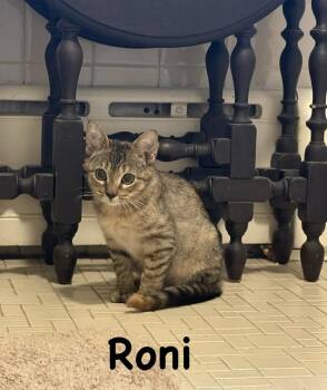 Roni (Lucky Littles Duo) -  Domestic Short Hair Cat for Adoption in Telford, Pennsylvania - Roni (Lucky Littles Duo) | PetCurious