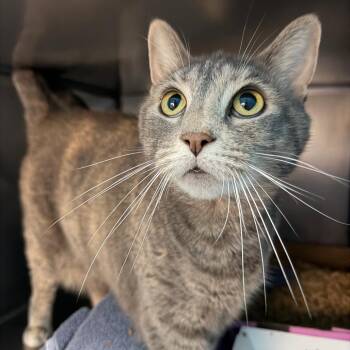 Heidi -  Domestic Short Hair Cat for Adoption in Troy, Virginia - Heidi | PetCurious