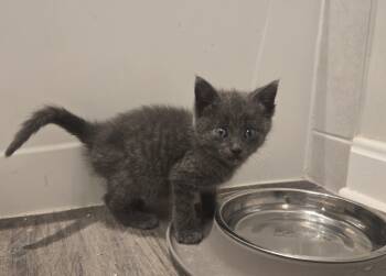 Rescue Domestic Short Hair Cats for Adoption in Greenbelt, Maryland - Rasputin | PetCurious