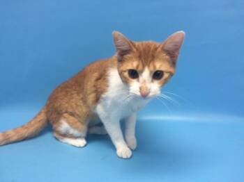 Lois -  Domestic Short Hair Cat for Adoption in Woodbury, Minnesota - Lois | PetCurious