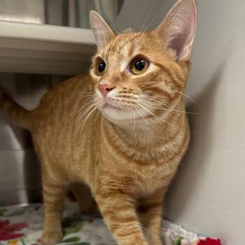 Zebra Cake -  Domestic Short Hair Cat for Adoption in Corpus Christi, Texas - Zebra Cake | PetCurious