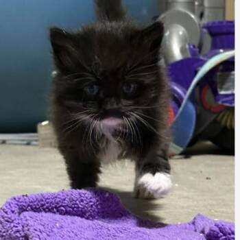 Scuttle -  Domestic Long Hair Cat for Adoption in St. Peters, Missouri - Scuttle | PetCurious
