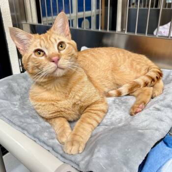 Domestic Short Hair Cats Available for Adoption in Riverside, California - Albey | PetCurious