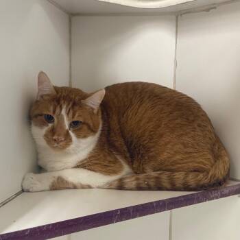 Rusty -  Domestic Short Hair Cat for Adoption in Cheyenne, Wyoming - Rusty | PetCurious
