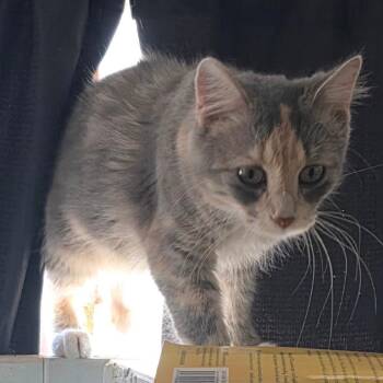 Evie C12525 -  Domestic Medium Hair Cat for Adoption - Evie C12525 | PetCurious