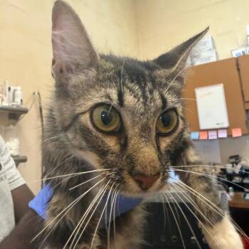 Wasabi -  Domestic Short Hair Cat for Adoption in Birmingham, Alabama - Wasabi | PetCurious