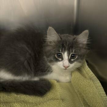 Angel -  Domestic Long Hair Cat for Adoption in Council Bluffs, Iowa - Angel | PetCurious