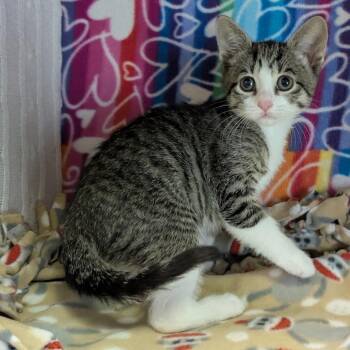 Tinker -  Domestic Short Hair Cat for Adoption - Tinker | PetCurious
