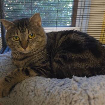 Lavender -  Domestic Short Hair Cat for Adoption in Warwick, Rhode Island - Lavender | PetCurious