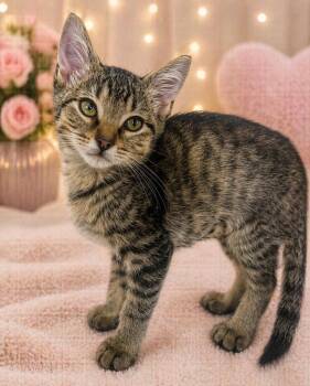 Domestic Short Hair Cats Available for Adoption in Corpus Christi, Texas - Carousel | PetCurious