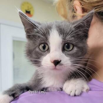 Domestic Short Hair Cats Available for Adoption in Mazon, Illinois - Gotti | PetCurious