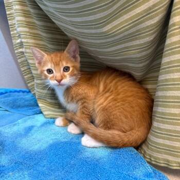 Miracle -  Domestic Short Hair Cat for Adoption in Pittsburgh, Pennsylvania - Miracle | PetCurious