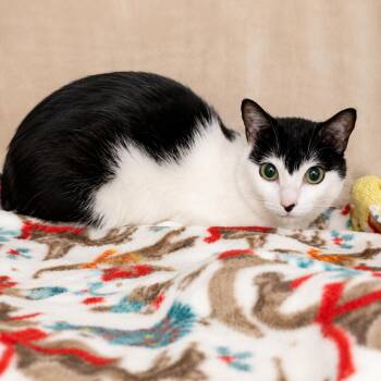Oreo -  Domestic Short Hair Cat for Adoption in Hopkinton, Massachusetts - Oreo | PetCurious