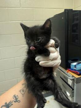 BBQ Grill -  Domestic Short Hair Cat for Adoption in Irving, Texas - BBQ Grill | PetCurious