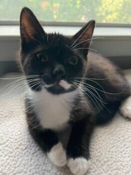 Dante -  Domestic Medium Hair Cat for Adoption in San Antonio, Texas - Dante | PetCurious