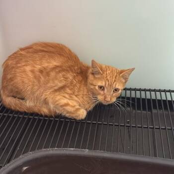 pennywise -  Domestic Short Hair Cat for Adoption in Gadsden, Alabama - Pennywise | PetCurious