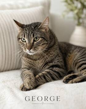 George -  Tabby Cat for Adoption in Lucas, Texas - George | PetCurious