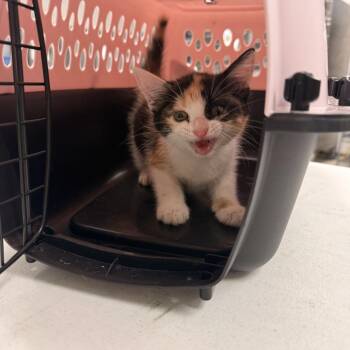 Sherise-C -  Domestic Short Hair Cat Available for Adoption in East St. Louis, Illinois - Sherise-C | PetCurious