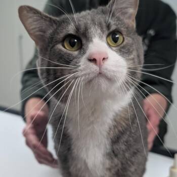 Domestic Short Hair Cats Available for Adoption in Canton, Illinois - Boots | PetCurious