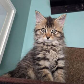 Saffron (bonded to Pepper) -  Domestic Long Hair Cat for Adoption in Reisterstown, Maryland - Saffron (bonded To Pepper) | PetCurious