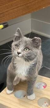 Rescue Domestic Short Hair Cats for Adoption in Omaha, Nebraska - GEORGIA FFC00292 | PetCurious