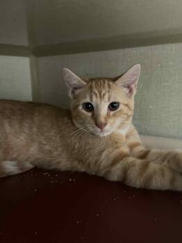 Rescue Domestic Short Hair Cats for Adoption in Marion, Ohio - Monday | PetCurious