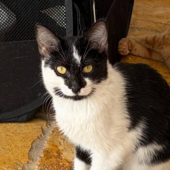 Chanel -  Domestic Short Hair Cat for Adoption in Buffalo, New York - Chanel | PetCurious