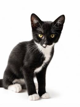 Alice -  Domestic Short Hair Cat for Adoption in Quail Heights, Florida - Alice | PetCurious