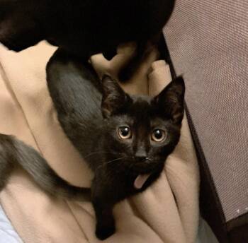 Domestic Short Hair Cats Available for Adoption in West Mifflin, Pennsylvania - Keeva | PetCurious