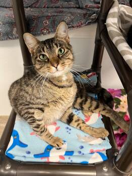 Rescue Domestic Short Hair Cats for Adoption in Arlington Heights, Illinois - Al | PetCurious