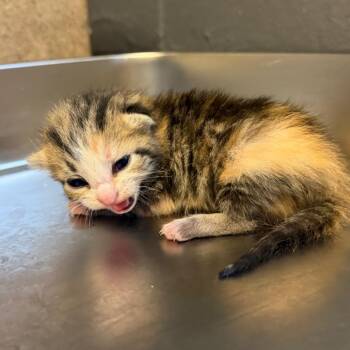 TUSC-Stray-85628_2 -  Domestic Short Hair Cat for Adoption in Tuscaloosa, Alabama - TUSC-Stray-85628_2 | PetCurious
